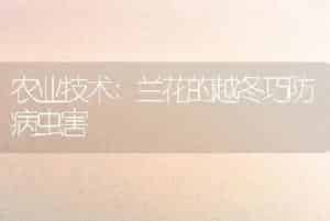 农业技术:兰花的越冬巧防病虫害