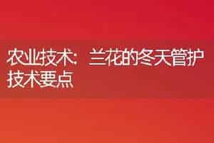 农业技术:兰花的冬天管护技术要点