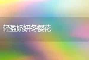 轻盈娇妍冬樱花