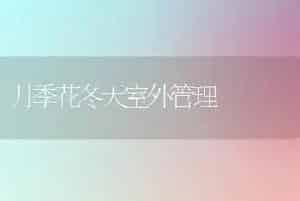 月季花冬天室外管理