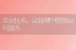 农业技术:盆栽观叶植物如何越冬