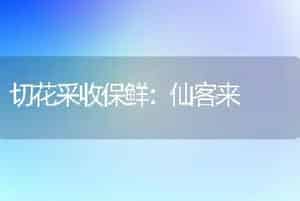 切花采收保鲜：仙客来