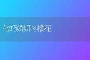 轻巧娇妍冬樱花