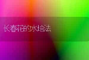 长春花的水培法