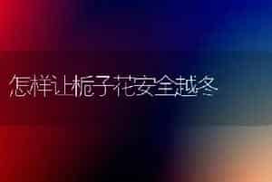 怎样让栀子花安全越冬