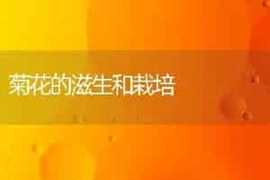 菊花的滋生和栽培