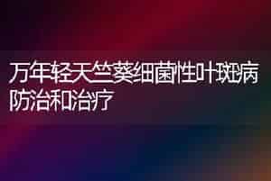 万年轻天竺葵细菌性叶斑病防治和治疗