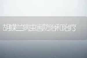 胡蝶兰病虫害防治和治疗