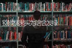 猕猴桃果实为啥会发绿