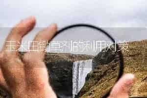 玉米田锄草剂的利用对策