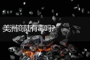 美洲商陆有毒吗？