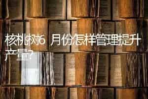 核桃树6月份怎样管理提升产量？