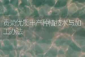 贡菊优质丰产种植技术与加工办法