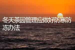 冬天茶园管理应做好防寒防冻办法