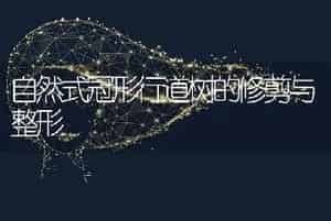 金银斑白粉病怎么办？