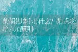 柴胡栽培小心什么？柴胡栽培六项原则