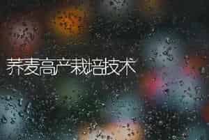 荞麦高产栽培技术