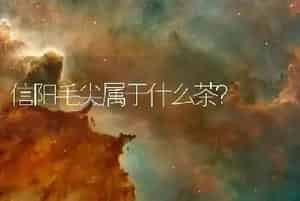 信阳毛尖属于什么茶？