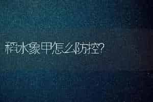 稻水象甲怎么防控？