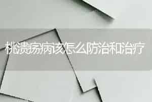 桃溃疡病该怎么防治和治疗