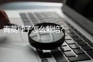 青蒿种子怎么栽培？