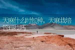天麻什么时候种，天麻栽培管理技巧