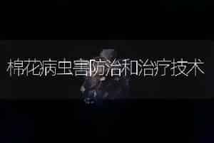 棉花病虫害防治和治疗技术