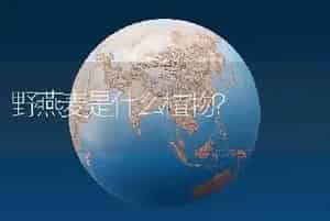 野燕麦是什么植物？