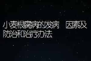 小麦根腐病的发病 因素及防治和治疗办法