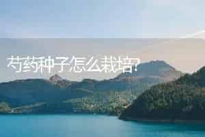 芍药种子怎么栽培？