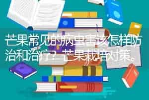 芒果常见的病虫害该怎样防治和治疗？芒果栽培对策。