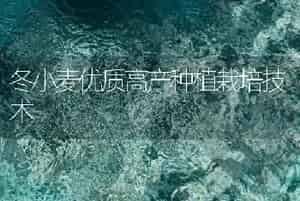 冬小麦优质高产种植栽培技术