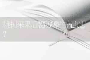 人参炭疽病症状