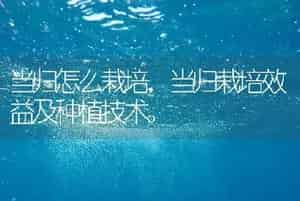 当归怎么栽培，当归栽培效益及种植技术。