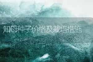 知母种子价格及栽培措施
