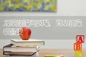 龙眼施肥有技巧，采收前后很重要