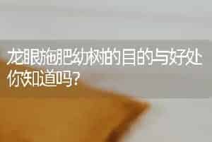 龙眼施肥幼树的目的与好处你知道吗？