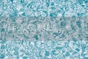 野生灵芝鉴别措施