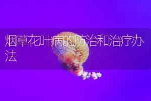 烟草花叶病的防治和治疗办法