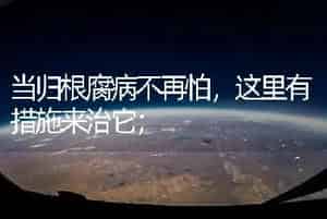 当归根腐病不再怕，这里有措施来治它；