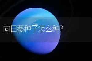 向日葵种子怎么种？