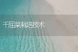 千屈菜栽培技术