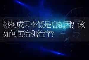 桃树成果率低是啥起因？该如何防治和治疗？