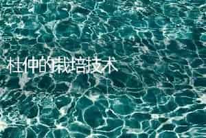 杜仲的栽培技术