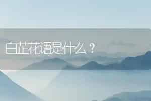 白芷花语是什么？