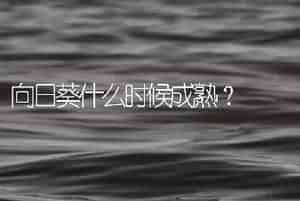 向日葵什么时候成熟？