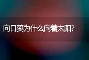 向日葵为什么向着太阳？