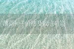 薄荷种子价格及栽培对策
