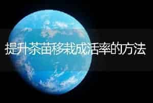 提升茶苗移栽成活率的方法