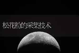 松花粉的采集技术